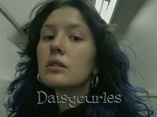 Daisycurles