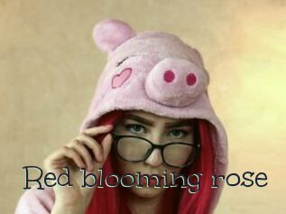 Red_blooming_rose