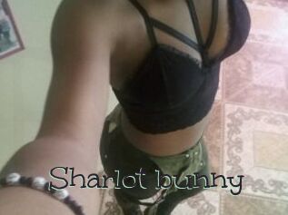 Sharlot_bunny